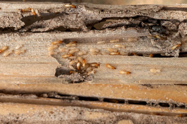 Best Wasp Removal Services  in Westfield, NJ